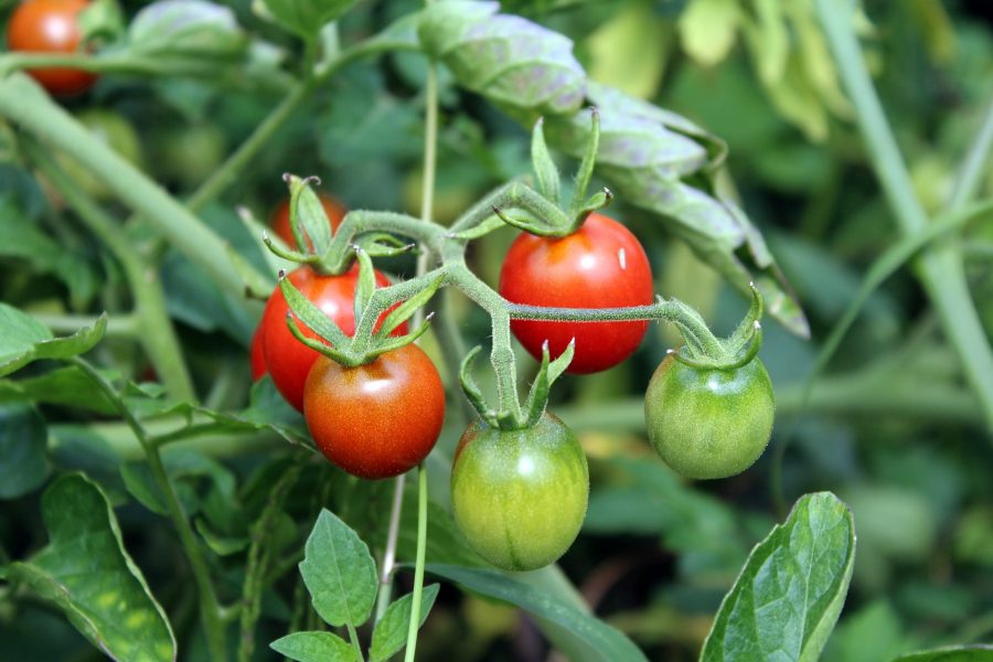 Tomatendieven en tomaten dieven